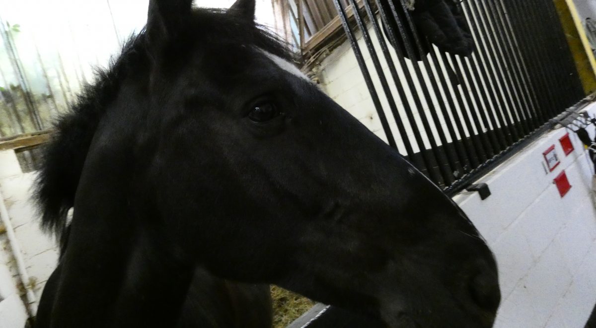 Horse Appeal