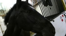 Horse Appeal